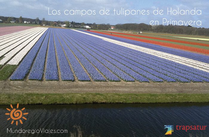 Campos de Tulipanes en los Paises Bajos con Mundoregio Viajes Monterrey
